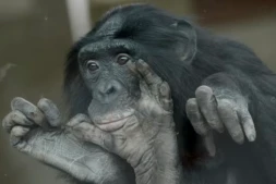 Un bonobo au zoo de Wilhelma à Stuttgart, en Allemagne,le 23 avril 2013 ( DPA / FRANZISKA KRAUFMANN )