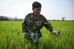 Un agriculteur inspectant une rizière qui vient d'être traitée avec la solution microbienne Soil Digest, dans la province de Chiang Rai en Thaïlande, le 18 mars 2026 ( AFP / Lillian SUWANRUMPHA )