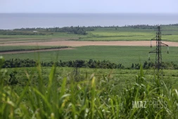 champs de cannes bois-rouge 
