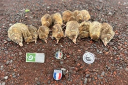 Chasse tangues : 65 tangues saisis dont 51 relâchés dans leur milieu naturel pour non respect de la réglementation  