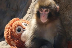 Abandonné par sa mère, ce bébé singe ne quitte plus sa peluche et bouleverse les réseaux sociaux