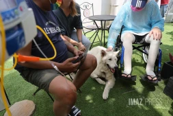 Au CHU, les animaux s'invitent en hématologie pour 