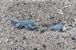 Kélonia : une centaines de petites tortues vertes ont emmergé du sable de la plage artificielle