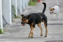 chien errant