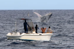 baleines et bateau
