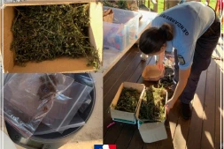 Saint-Joseph : vente de cannabis sur facebook, un récidiviste écope de 12 mois de prison