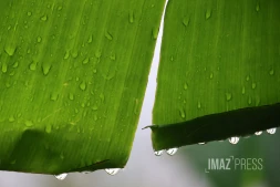 illustration pluie