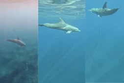 Dauphins piégés par des fils de pêche : Globice Réunion alerte sur un "danger extrême"