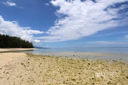 Poissons morts dans le lagon