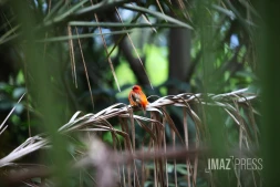 oiseaux
