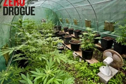 Saint-Benoît : lors d'une perquisition, les gendarmes saisissent des armes et du cannabis