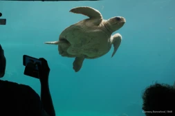 Les Journées réunionnaises des tortues marines reviennent à Kelonia