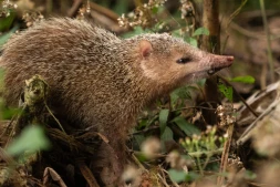 Tangue : la chasse ouverte pour réguler la population de cette espèce exotique