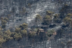 Des arbres calcinés par un incendie de forêt à Taradeau, le 20 juillet 2026 dans le Var