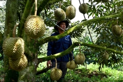 Un homme se tient près d'un arbre produisant des durians, le 15 août 2026 dans la province vietnamienne de Dak Lak 