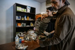 Le soigneur Zaheer Ahmed (d) s'occupe d'un milan blessé au Centre de sauvetage Margallah à Islamabad, le 7 juillet 2026 au Pakistan