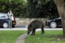 Un sanglier dans une rue de Haïfa, dans le nord d'Israël, le 5 décembre 2019