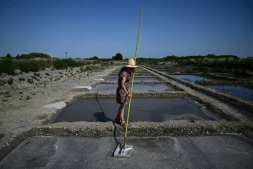 La saunière française Annabelle Poinot récolte la fleur de sel qui forme une fine croûte à la surface de l’eau de mer acheminée à travers les bassins d’un marais salant à Château-d’Oléron, sur l’île d’Oléron, dans le sud-ouest de la France, le 17 juin 2026
