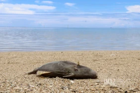 Poissons morts dans le lagon