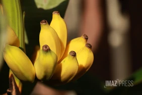 Banane