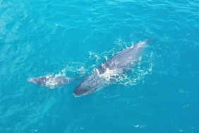 Cap Lahoussaye : ballet aquatique pour une baleine et son baleineau ￼