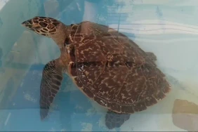 La jeune tortue imbriquée Han Solo, secourue au Cap Lahoussaye, va être relâchée dans l'océan
