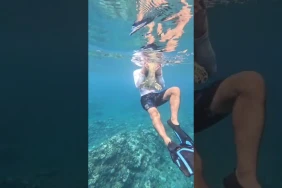 Kélonia : elle avale un hameçon et traîne 22 mètres de fil nylon, une jeune tortue imbriquée sauvée