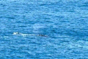 Ballet de baleines à l’entrée Ouest de Saint-Leu