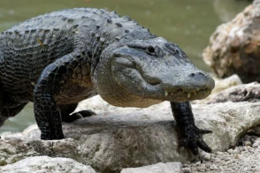 de nombreux site d'élevages offrent des spectacles d'alligators