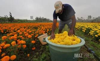 fleurs oiellet inde