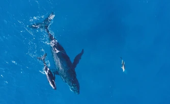 Territoire de l'Ouest : la saison des baleines est enclenchée 