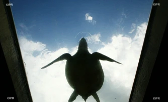 Tortue parrainage 