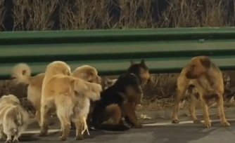 Un groupe de chiens perdus parcourt 17 kilomètres afin de retrouver son chemin jusqu'à la maison