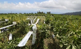 agriculture Piton Hyacinthe