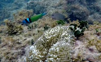 La couverture en coraux durs dans les Caraïbes a diminué de 48% entre 1980 et 2024, selon un rapport d'un réseau mondial de surveillance des récifs coralliens ( AFP / Luis ACOSTA )