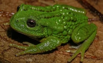 Photographie fournie aux médias, prise et diffusée par l'Institut Ceja de Selva pour la recherche sur le développement durable, montrant une Gastrotheca mittaliiti, une nouvelle espèce de grenouille découverte dans l'Amazonie péruvienne ( Selva Institute for Sustainable Development Research / Handout )