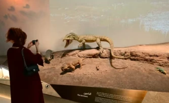 Une réplique de Lystrosaurus au muséum d'Histoire naturelle d'Abu Dhabi, aux Emirats arabes unis, le 22 novembre 2025 ( AFP / Giuseppe CACACE )