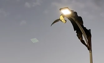 [Vidéo] Mexique : il risque sa vie pour sauver un goéland coincée en haut d'un lampadaire