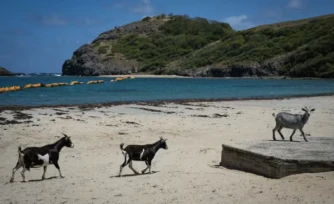 Des chĂšvres sur la plage Pompierre Ă Terre-de-Haut, aux Saintes, archipel touristique de Guadeloupe, le 18 mars 2026 ( AFP / Carla Bernhardt )