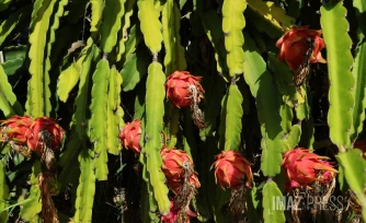 Pitaya 