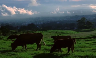 "Le Mal de l'Ombre", enquête sur la leucose bovine