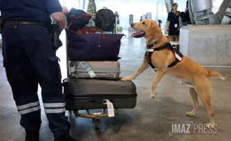 chien des douanes à gillot 