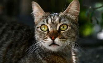 Les chats pourraient nous aider à mieux comprendre et peut-être même mieux soigner certains de nos cancers, dont celui du sein, selon un groupe de chercheurs internationaux ( AFP / Ozan KOSE )