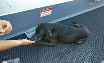 Rescue sauvé en plein mer