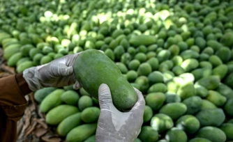 Un ouvrier vérifie la qualité des mangues dans un verger de la ville d'Hyderabad, le 4 juin 2026 dans la province du Sindh, au Pakistan