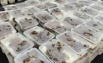 Caravane de la solidarité : 1 647 repas distribués