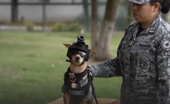 [Vidéos] Un chihuahua intègre un commando de police au Mexique