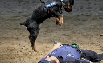 Espagne : un petit chien devenu célèbre avec son massage (presque) cardiaque