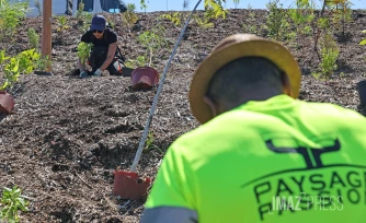 plantation d'arbres à la trinite 