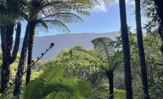 La Forêt du rempart à Grand Coude et l'espace naturel de Sans-Soucis, lauréats au Patrimoine Naturels et Biodiversité
